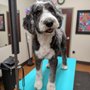 Grateful Pets