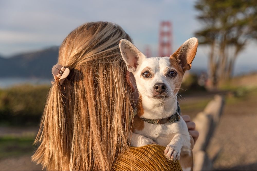 PAWS AND PLAY STUDIO Updated June 2024 44 Photos & 27 Reviews