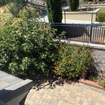 Phan Gardening - Before - Fig Tree, shrubs overgrown - Gardeners Near Me