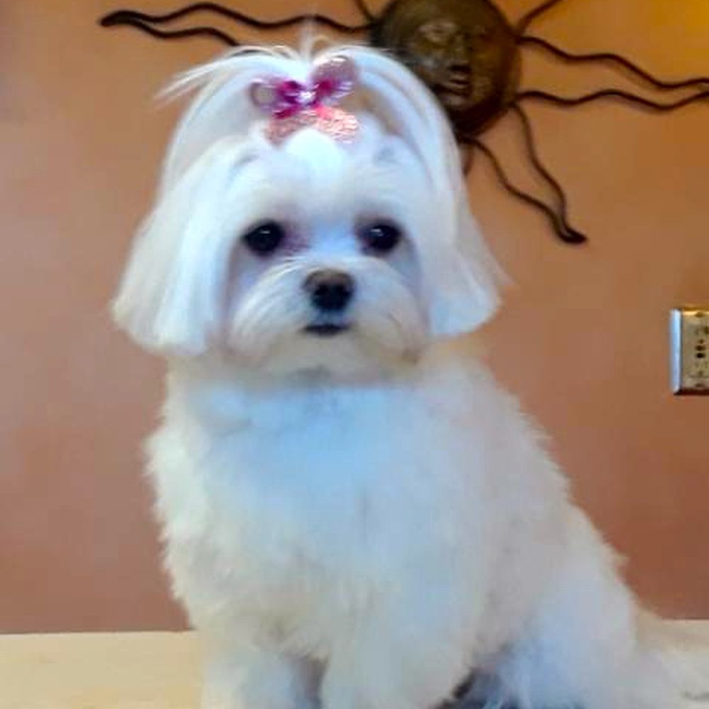 Highland Pets - Lily lookin cute as ever! - Pet Groomers Near Me - Holladay, Utah