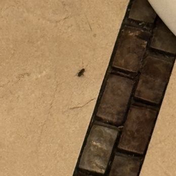 AAA Dental Centers - Roaches in a dental office - General Dentistry Near Me - South Gate, California AAA Dental Centers - Roaches in a dental office - General Dentistry Near Me - South Gate, California