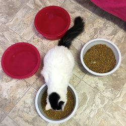 Forgotten Felines and Fidos - This kitty names Sprocket has the most awesome markings! He is such neat cat.