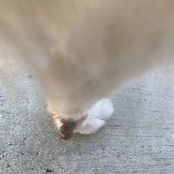Ami Pet Grooming