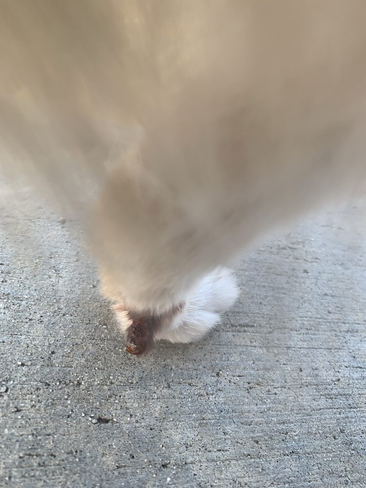 AMI PET GROOMING Updated August 2024 175 Photos & 101 Reviews