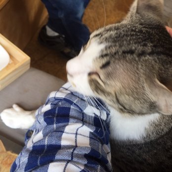 Mauhaus - Taylor got into my lap. Love this kitty. Looks like my Chloe kitty and my Dimitri kitty. Miss Marigold was jealous when I got home. - Themed Cafes Near Me - Maplewood, Missouri Mauhaus - Taylor got into my lap. Love this kitty. Looks like my Chloe kitty and my Dimitri kitty. Miss Marigold was jealous when I got home. - Themed Cafes Near Me - Maplewood, Missouri
