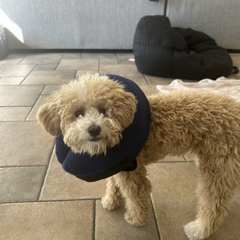 SNiP Vet - Spay Neuter in Phoenix - This is my poor pup! She can't lay down because of the pain. - Veterinarians Near Me - Phoenix, Arizona SNiP Vet - Spay Neuter in Phoenix - This is my poor pup! She can't lay down because of the pain. - Veterinarians Near Me - Phoenix, Arizona