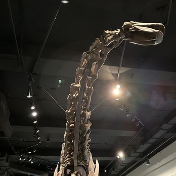 Field Museum - Museums Near Me - Chicago, Illinois Field Museum - Museums Near Me - Chicago, Illinois