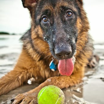 Dog Beach Park - Professional Photos by StudioSerendipity.com - Dog Parks Near Me - Fort Myers, Florida Dog Beach Park - Professional Photos by StudioSerendipity.com - Dog Parks Near Me - Fort Myers, Florida