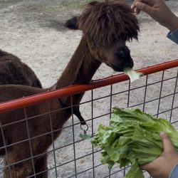 Green Meadows Petting Farm - Alpaca time