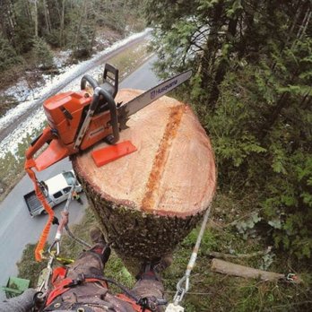 DC Tree Services - Tree Services Near Me - North Vancouver, British Columbia DC Tree Services - Tree Services Near Me - North Vancouver, British Columbia