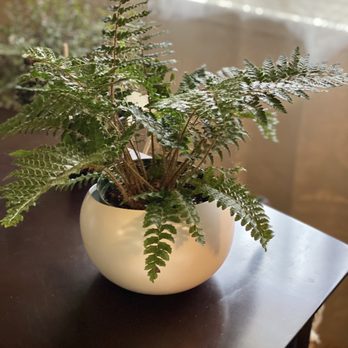 Las Selvas - Fern and pot from Las Selvas - Nurseries & Gardening Near Me - San Bruno, California