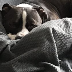 TD Nails & Spa - Dog