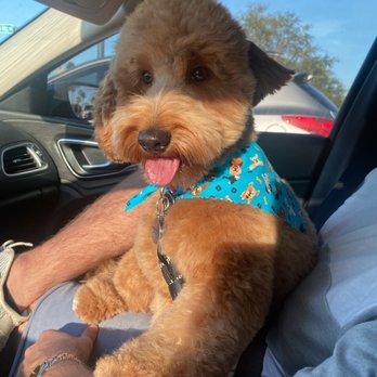 Green Paws Pet Market - After 1st groom - Pet Groomers Near Me - Plantation, Florida