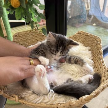 Fluffy Tail Cafe - Coffee & Tea Near Me - Tustin, California