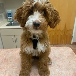 Happy puppy Happy puppy