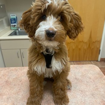 Apollo North Animal Hospital - Happy puppy - Veterinarians Near Me - Glendale, Arizona Apollo North Animal Hospital - Happy puppy - Veterinarians Near Me - Glendale, Arizona