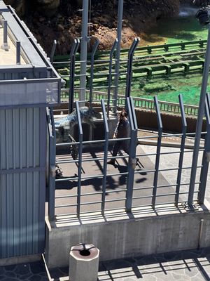 Jurassic World - The Ride by null