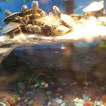 Pet Kingdom - Pet Stores Near Me - Las Vegas, Nevada