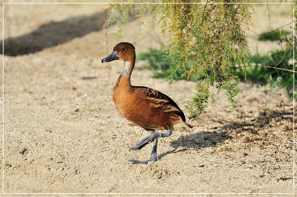 Parc zoologique de Paris by null