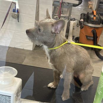 Bluemoon Pet Grooming - Pet Groomers Near Me - El Monte, California Bluemoon Pet Grooming - Pet Groomers Near Me - El Monte, California