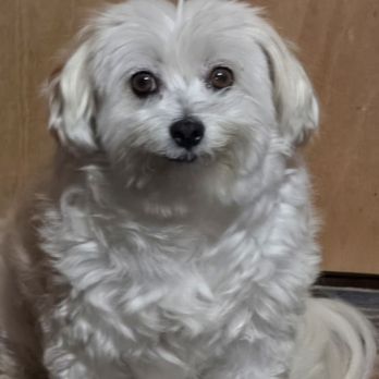 1. Pet Haven Salon