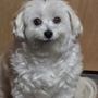 Photo of Pet Haven Salon