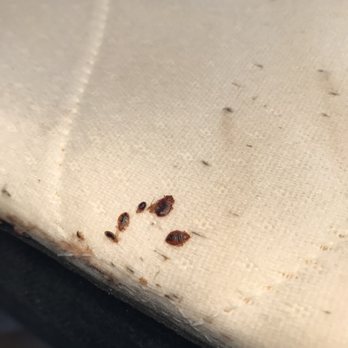 Bugs Patrol - Bedbugs - Pest Control Near Me