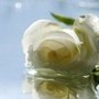Photo of aromatologie