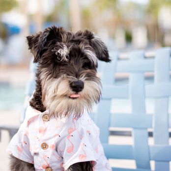 windjammer miniature schnauzers