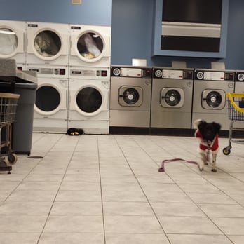 Grime Busters Cleaners and Laundromat - Hazel running around Grime Busters - Laundromat Near Me - Bristol, Connecticut Grime Busters Cleaners and Laundromat - Hazel running around Grime Busters - Laundromat Near Me - Bristol, Connecticut
