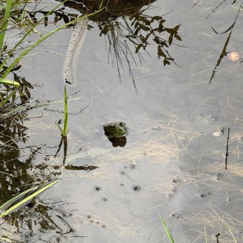 Goose Pond Trail - Green Frog - Hiking Near Me - Keene, New Hampshire Goose Pond Trail - Green Frog - Hiking Near Me - Keene, New Hampshire