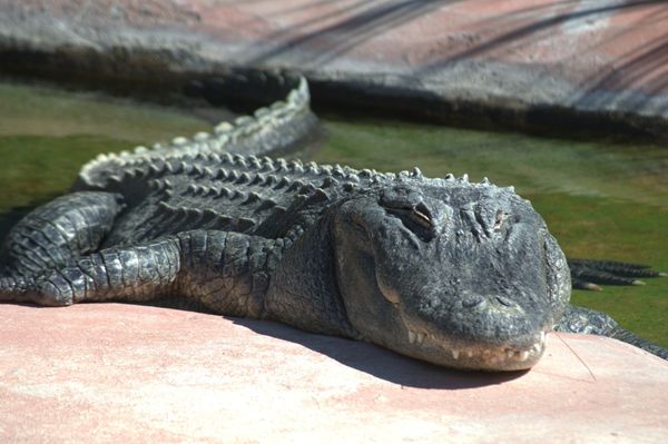 ABQ BioPark Zoo by null