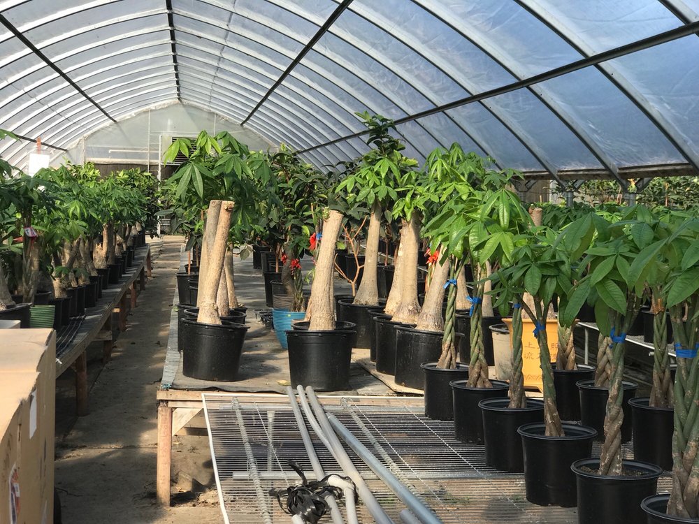 SOUTH PACIFIC ORCHIDS Updated October 2024 27 Photos & 10 Reviews 9800 N Name Uno, Gilroy