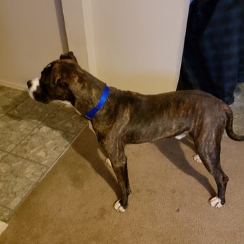 Puppywood - Anderson - Wait to go to daycare - Pet Sitting Near Me - Cincinnati, Ohio Puppywood - Anderson - Wait to go to daycare - Pet Sitting Near Me - Cincinnati, Ohio