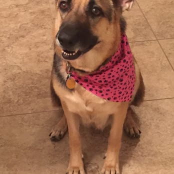 See Spot Clean - Bella - Pet Groomers Near Me - Goodyear, Arizona