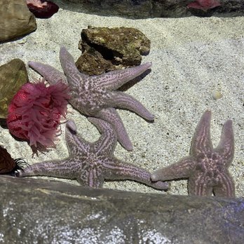 Newport Aquarium - Starfish - Aquariums Near Me - Newport, Kentucky