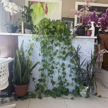 Z Nail & Spa - Plants in lobby are happy - Nail Salons Near Me - San Leandro, California Z Nail & Spa - Plants in lobby are happy - Nail Salons Near Me - San Leandro, California
