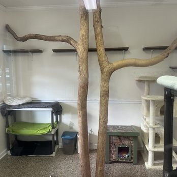Baldwin County Humane Society - Cool tree - Animal Shelters Near Me - Fairhope, Alabama