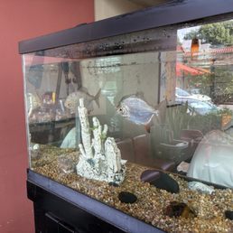 Fish tank