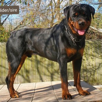 Touchstone Rottweilers - Pet Adoption Near Me - McCall Creek, Mississippi Touchstone Rottweilers - Pet Adoption Near Me - McCall Creek, Mississippi