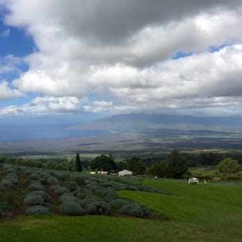 Ali'i Kula Lavender - Tours Near Me - Kula, Hawaii