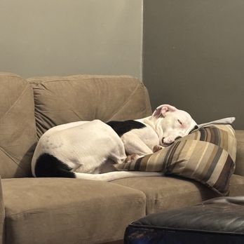 Bellevue Barkhouse - Tired out after a great day at Bellevue Barkhouse - Pet Boarding Near Me - Bellevue, Kentucky