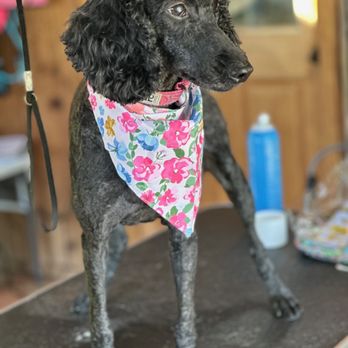 Puget Sound Doodles - Summer cut - Pet Breeders Near Me Puget Sound Doodles - Summer cut - Pet Breeders Near Me