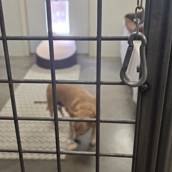 Forever Loved Pet Sanctuary - Honeybee - Animal Shelters Near Me Forever Loved Pet Sanctuary - Honeybee - Animal Shelters Near Me
