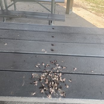 Kingston Lake Park - Bird poop on picnic table - Lakes Near Me - Shawnee Mission, Kansas Kingston Lake Park - Bird poop on picnic table - Lakes Near Me - Shawnee Mission, Kansas