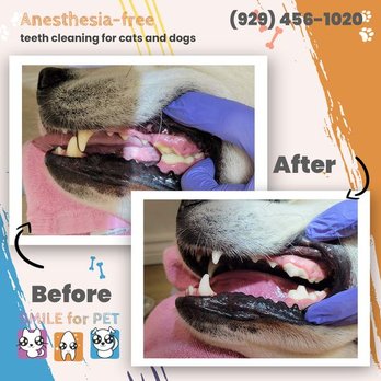 Smile4pet - Veterinarians Near Me Smile4pet - Veterinarians Near Me