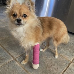 Pup with her new bandage Pup with her new bandage