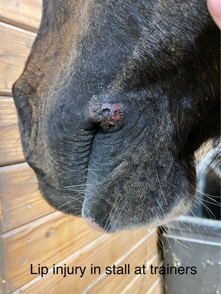 Sheely Show Horses - equestrian in Kellyville, OK