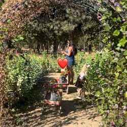 Horton Iris Garden - Flower picking
