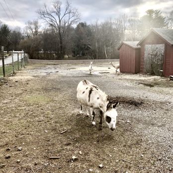 Sun High Orchard - Donkey! (in my Shrek voice) - Farmers Market Near Me - Randolph, New Jersey
